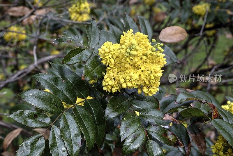 俄勒冈葡萄(Mahonia aquifolium)在枝条上开花。